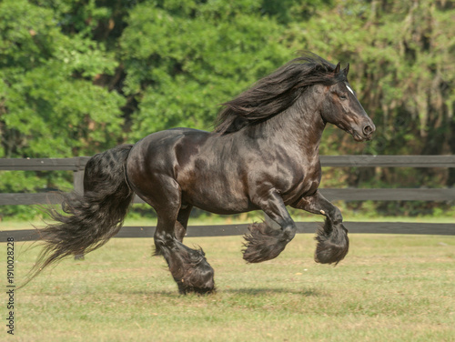 adult male Gypsy Vanner Horse stallion gallops in green field