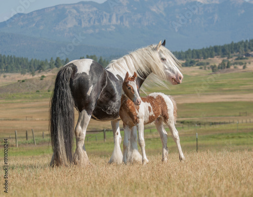 adult female Gypsy Vanner Horse mare with foal baby in alpine field
