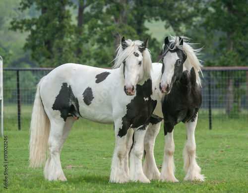 Pair of juvenile Gypsy Vanner Horse colts stand together in grass field