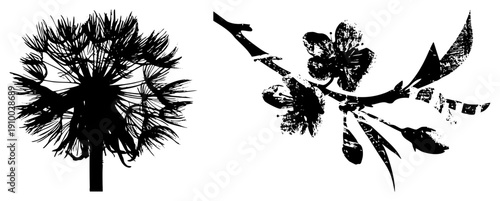 Black silhouette of dandelion seed head and flowering branch with textured grunge effect, botanical illustration, nature art, vector graphic, isolated elements, cutout design, rgba background.