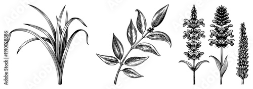 Hand drawn botanical sketches of ornamental grass, leafy shrub, flowering, and seed heads, rendered in vector style with fine hatching and clean.