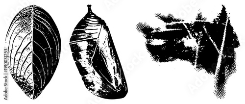 Illustration of butterfly life cycle stages leaf mimicry, chrysalis form, and wing emergence rendered in halftone vector style with stark contrast and organic textures.