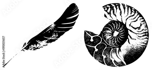 Stylized black and white feather with textured strokes, nautilus with spiral chambers, graphic design elements, vintage illustration, nature motifs.
