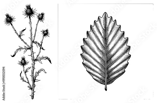 Botanical illustration of thistle stems with spiky flower heads and oak leaf with intricate vein, rendered in black ink art.