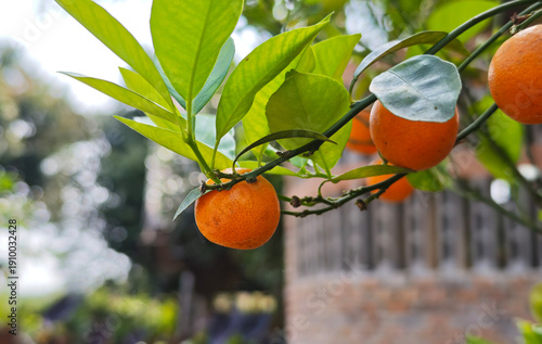 Photos A small orange tree that is abundant with many oranges growing on it