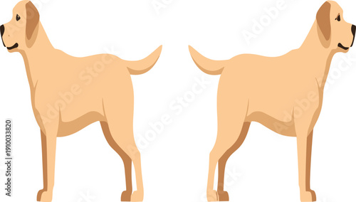 Golden Retriever Dog Side View Vector Illustration Set Isolated on White Background with Standing Pedigree Pet Animal Character Design