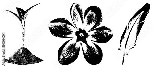 Classic halftone graphic of sprouting plant, blooming flower, and feather, vector art, nature symbols, stylized botanical elements.