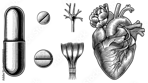 Detailed black and white vector illustrations of human heart, neuron, capsules, and biological tissue, rendered in halftone and hatching for scientific or educational use.