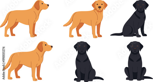 Labrador Retriever Dog Vector Illustration Set with Yellow and Black Dogs in Standing and Sitting Poses Isolated on White Background