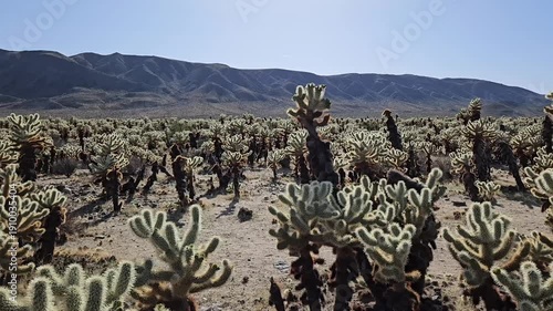 Cacti in Joshua Tree National Park