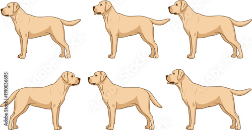 Golden Retriever Dog Different Poses Vector Illustration Set with Standing Pedigree Pet Animal Characters Isolated on White Background