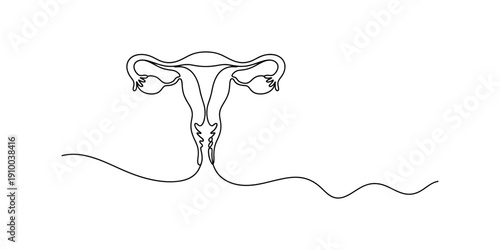 Continuous line drawing of the female reproductive system featuring the uterus and ovaries. Vector, illustration