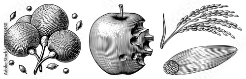 Classic engraved botanical art featuring lychee cluster, bitten, rice stalks, and corn cob, rendered in detailed hatching and stippling.