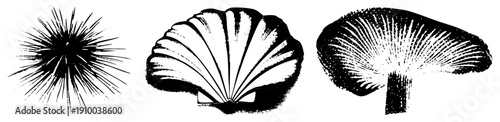 Sea urchin, scallop, mushroom cap rendered in high contrast halftone, marine biology vector art, oceanic fauna, stylized nature illustration.