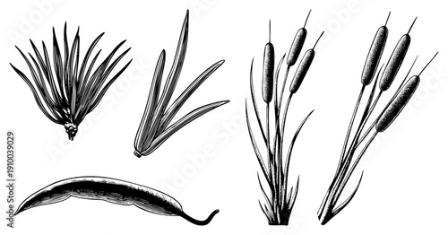Detailed botanical sketches of pine, cattail stalks, and seed pods, rendered in fine art, ideal for nature design, herbalism, or vintage print projects.