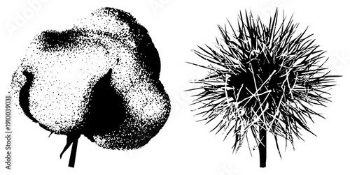 Cotton boll with fibers and thistle with spiky bracts, both depicted in halftone dot style, botanical illustration, vector graphic, isolated elements.