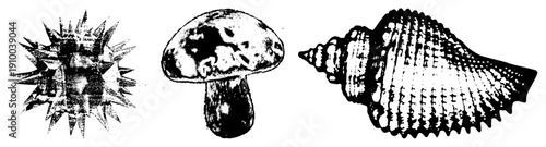 Vector style sea life illustrations including spiky starfish, spotted mushroom, and ribbed conch, rendered in high contrast halftone.