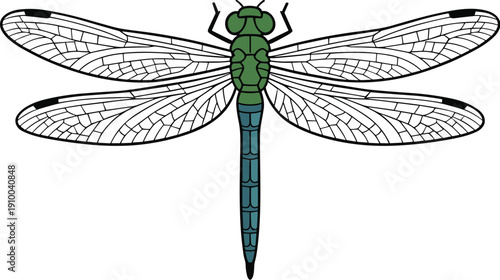 Vibrant green dragonfly animal vector on white background.
