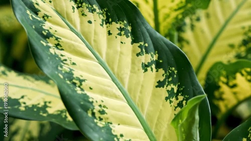 Closeup of leaves with green and yellow variegation featuring a prominent central vein and textured surface