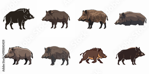 European wild boar illustration set