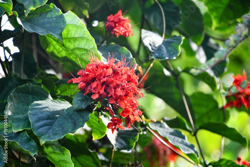 クレロデンドルム・スプレンデンス　Flaming Glorybower