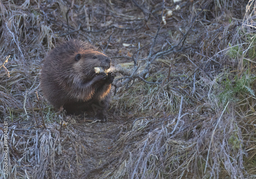Obraz na plátne A beaver gnawing on a brnach