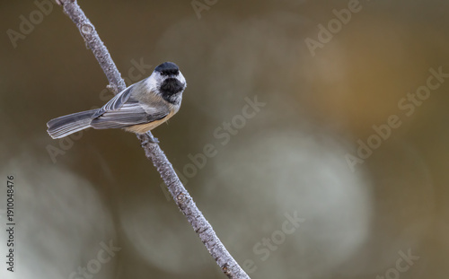 Cuadro en lienzo A black-capped chickadee on a branch