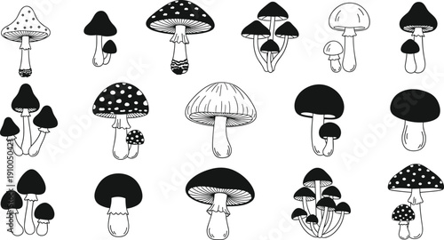 Collection of Mushroom Silhouettes and Line Art Sketches, Various Fungi Species Including Amanita Muscaria Icons for Forest Nature and Botanical Graphic Design Vector