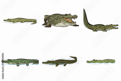 illustration of estuarine crocodile on white background
