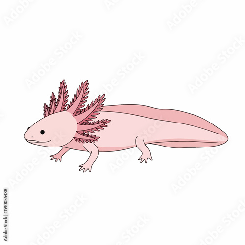 cute Axolotl illustration smiling on white background