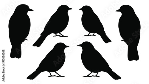 A diverse collection of black silhouettes of various bird species in different poses. isolated on white background, Vector
