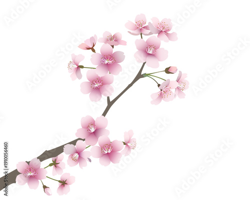 桜の花（背景透過）