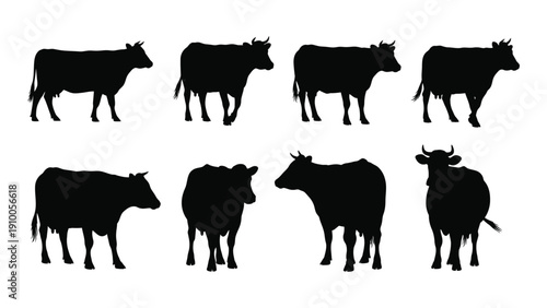 Eight black silhouettes of cows in various poses and orientations isolated on white background, Vector