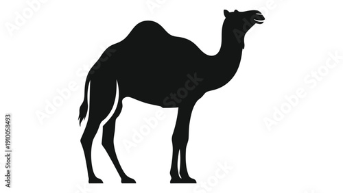 A silhouette of a camel standing on a plain, showcasing its distinctive hump and long legs. isolated on white background, Vector