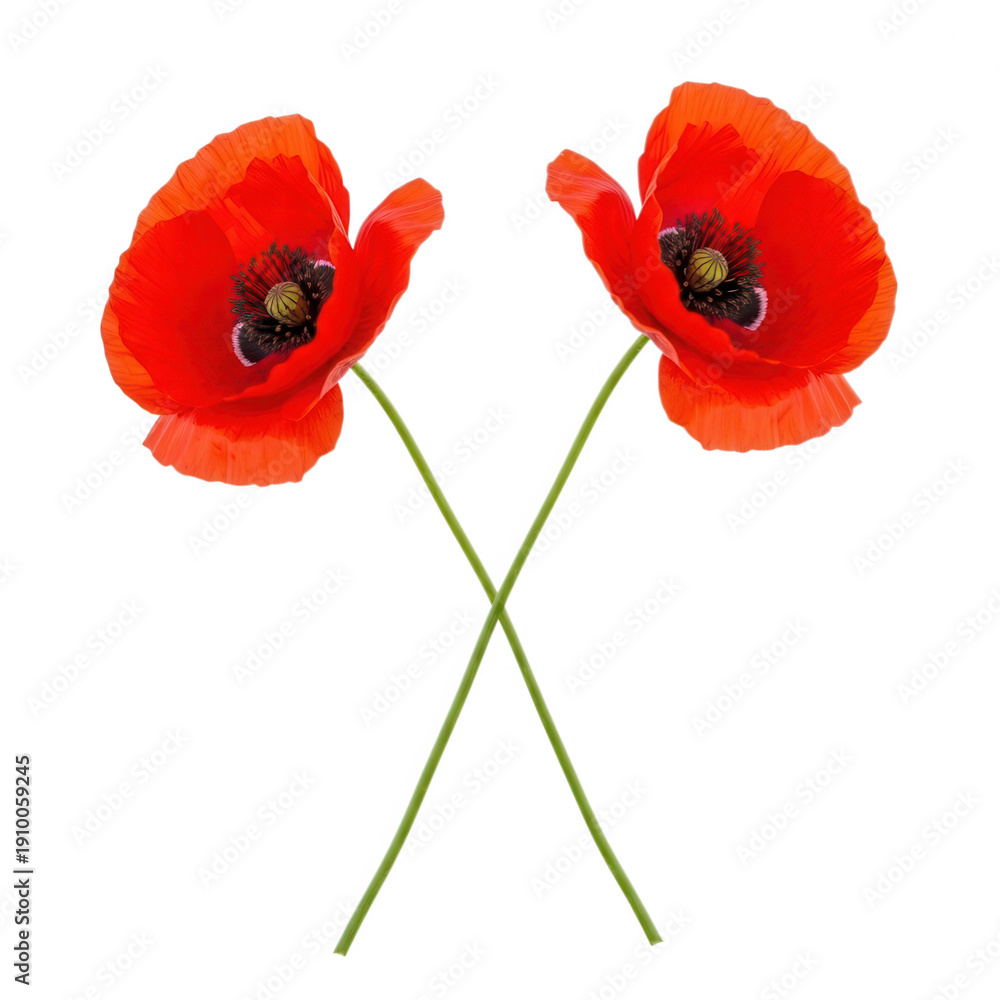 Fototapeta premium A pair of vibrant red poppies with delicate petals and green stems. isolated on transparent background