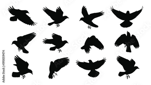 A collection of black silhouettes of birds in various flight positions. isolated on white background, Vector