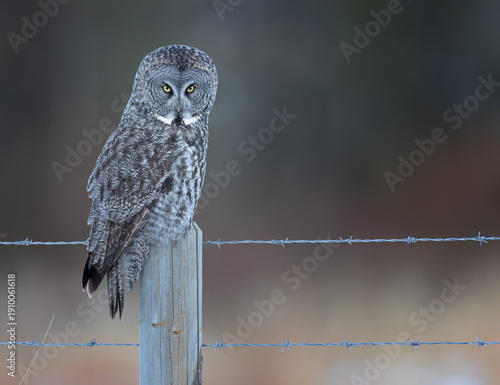 A great gray owl staring from a fencepost