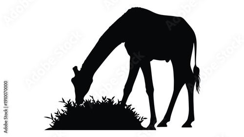 A black silhouette of a horse grazing on a patch of grass isolated on white background, Vector