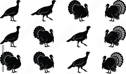 Turkey bird silhouettes collection, wild and domestic turkeys isolated on white background 
