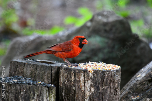 Red Cardinal Perched on Weathered Post with Seed Feeders in a Rustic Garden Setting