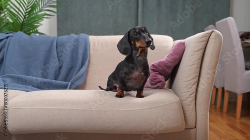 A black and tan dachshund lies on the sofa, stamps his paw, stands up, wags his tail, and looks cheerful in a modern interior with wooden floors and plants, looks up and receives a treat from his owne