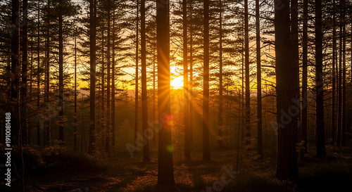 Sunset Through Tall Trees in Quiet Forest