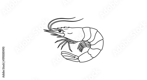 Detailed Line Drawing of a Shrimp 1.