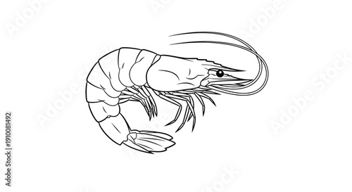 Detailed Line Drawing of a Shrimp.