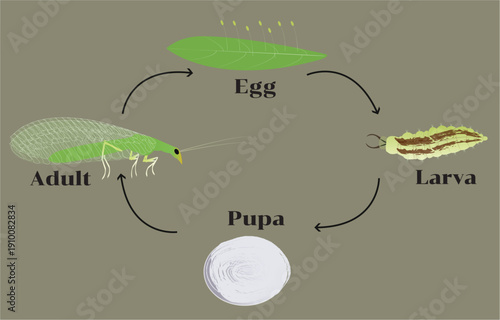 A detailed vector illustration showing the life cycle of a green lacewing from egg to adult for educational and scientific use.