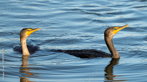 Canvas Print Two cormorants (Nannopterum auritum) with heads emerging from calm blue water, c