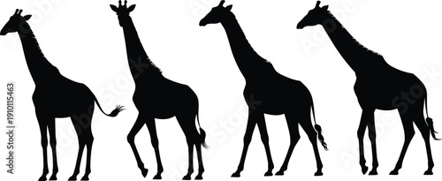 Giraffe silhouettes collection, African safari wildlife animals set isolated on white background black vector illustration detailed design