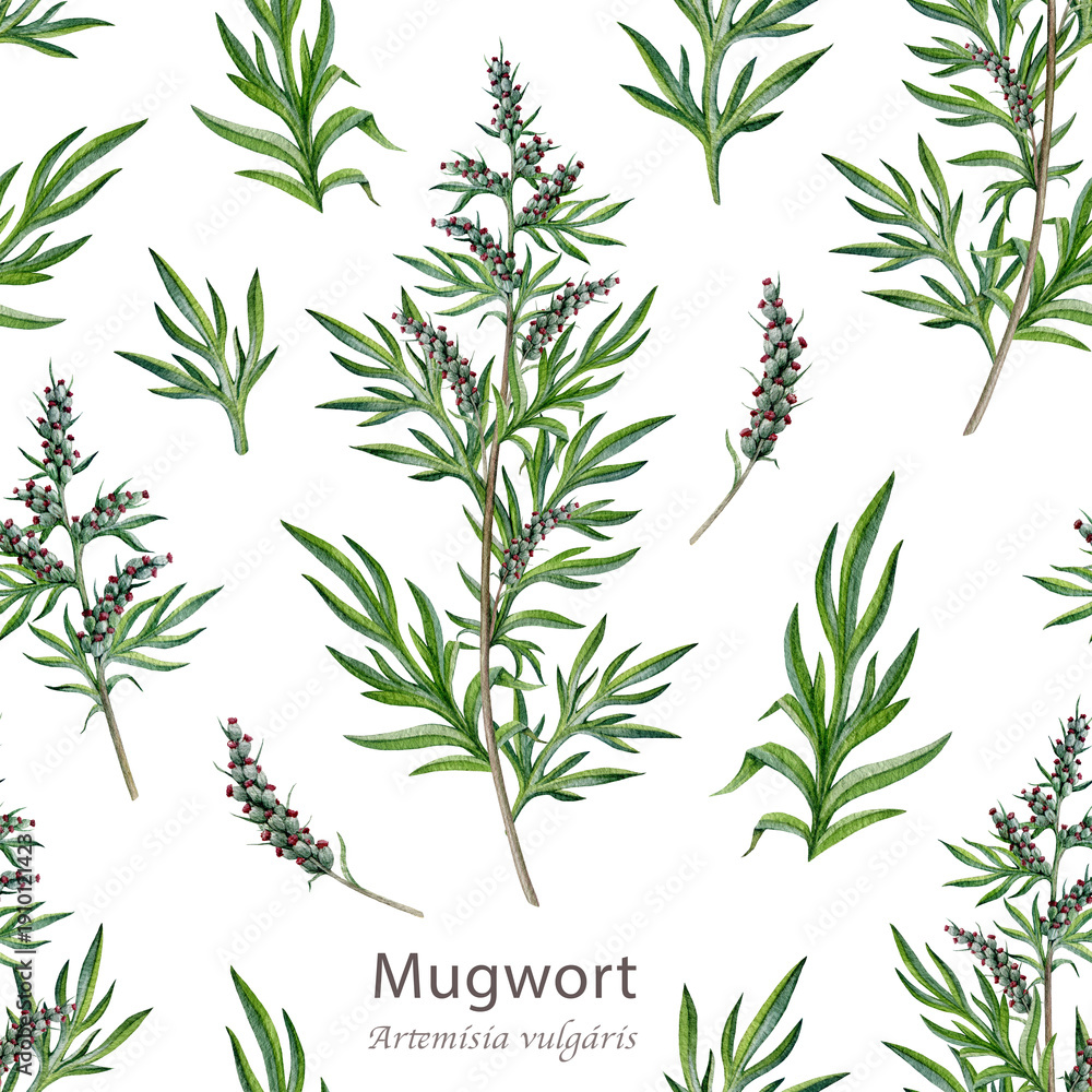 Obraz premium Fresh mugwort plant seamless pattern on white background. Hand drawn artemisia vulgaris medicinal plant watercolor illustration. Mugwort stem, leaves and flowers alternative herbal medicine element