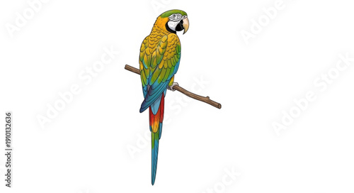 blue and yellow macaw