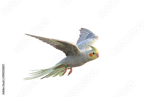 Beautiful flying Cockatiel parrot isolated on transparent background png file	